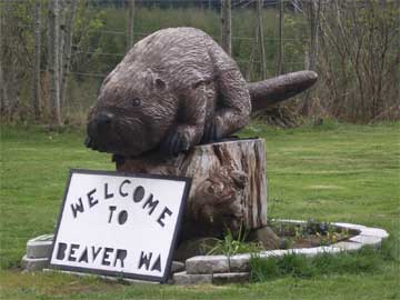 beaver.jpg