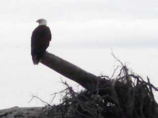 Eagle at Dungeness Spit