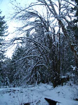 Maple Trees at Lake Crescent