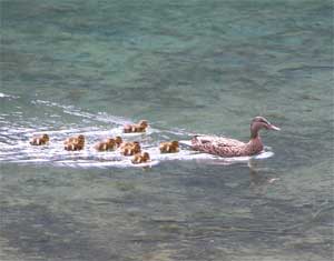 Ducklings