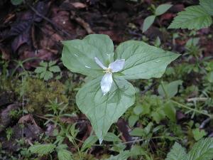 Trilium in Flower