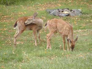 Twin Fawns