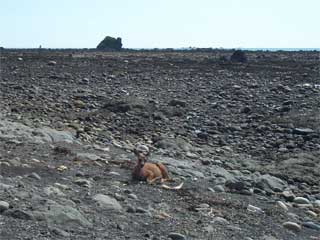 Fawn at Cape Alava