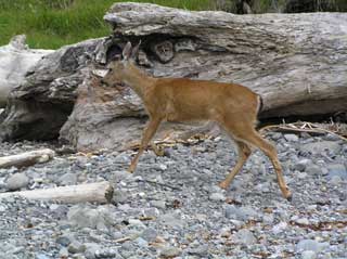 Fawn at Cape Alava