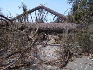 Rough going at Cape Alava