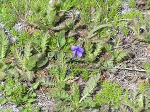 Complex alpine flora