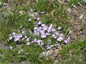 Phlox