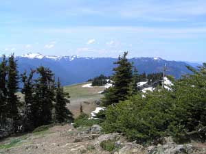 Alpine meadows