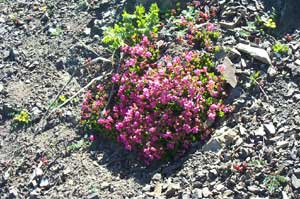Flowers on Klahane Ridge