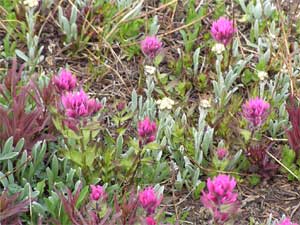 Alpine Flowers