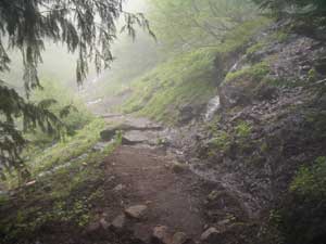 Fog and Wet on Klahane Ridge