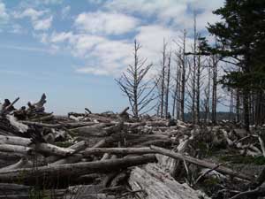 Driftwood at Rialto Beach