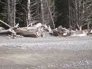 More Drift Wood at Rialto Beach