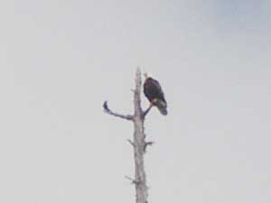 Eagle Closeup