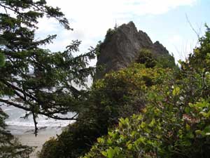 Jungle View at Rialto Beach