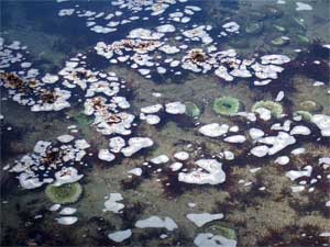 Sea Anemones