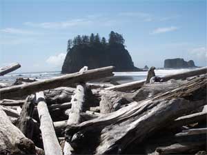 The driftwood challenge