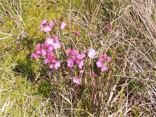 Flowers in Ahlstrom's Meadow