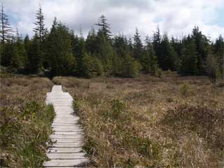 Boardwalk in Ahlstrom's meadow