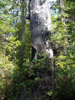 Burnt wood on the trail from Sand Point