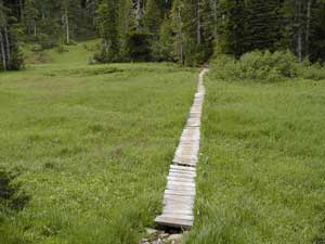 Walkway at Deer Lake