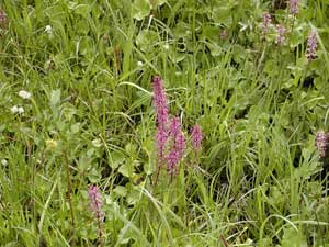 Wild Flowers at Deer Lake