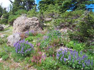 More Alpine Flowers