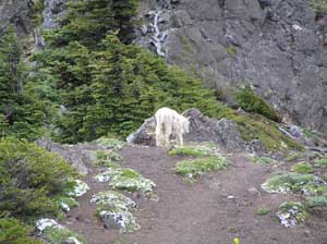 Mountain Sheep and Phlox