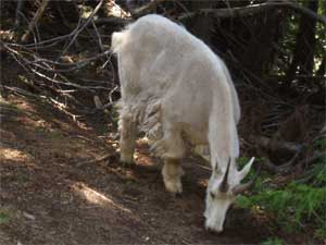 Mountain Sheep