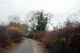 Trailside vegetation