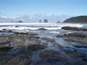 Tidepools at Second Beach