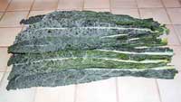 Lacinato Kale
