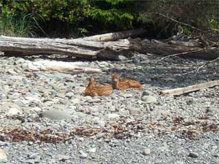 Fawn at Cape Alava