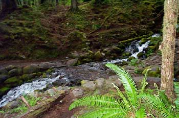 Dark Forest Water